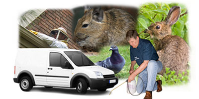 Seven Sisters local van